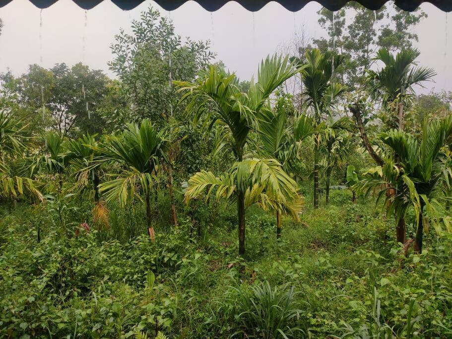 Kamanabillu Homestay, For Jog Falls Travellers Siddapur Kültér fotó